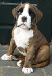 Dog of the Bay's Urban als boxerpup