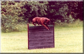 Boxer Otto van Miranchel over de haag