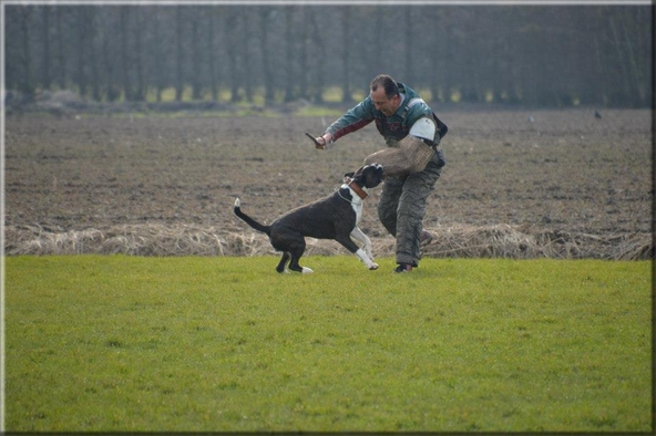 Boxer Land of Freedom's Double Trouble (Henry Beuks): Mooie reu tijdens manwerk in Wognum die al meerdere malen geplaatst "Uitmuntend" heeft behaald