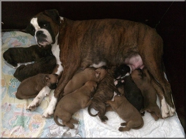 Moeder Amber met haar boxerpups