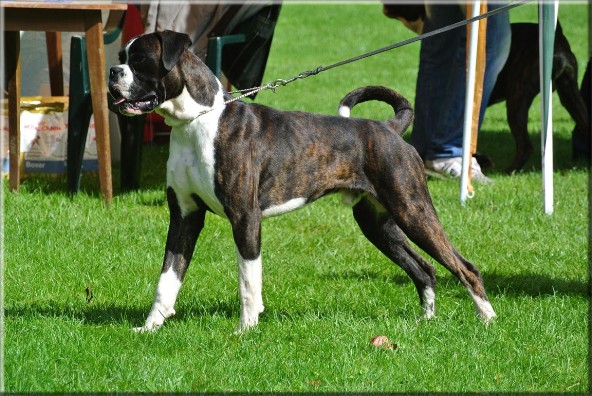 Land of Freedom's Double Trouble, Deutscher Boxer