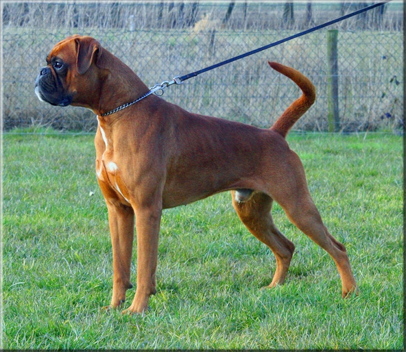 Boxer Kanjer, de vader van het nest boxerpups
