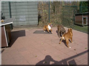 2 Jonge boxers spelende met hun oude opa boxer