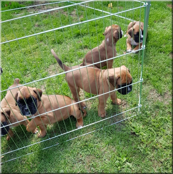 De boxerpups spelend in de ren