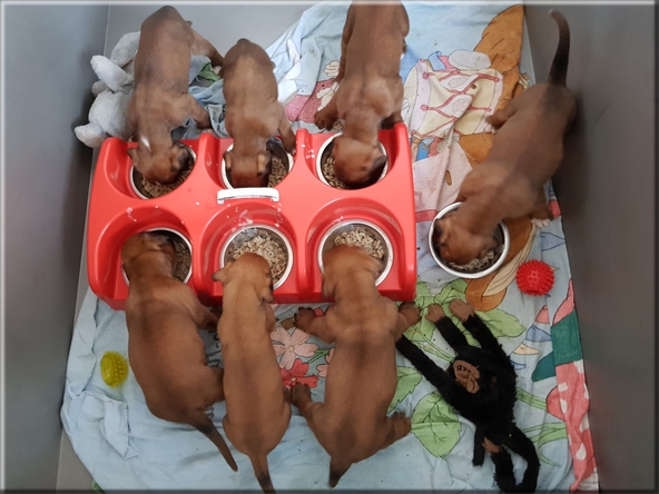 Boxerpups lekker aan de maaltijd